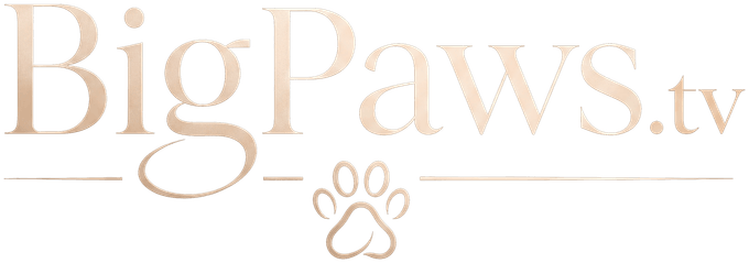 BigPaws.TV