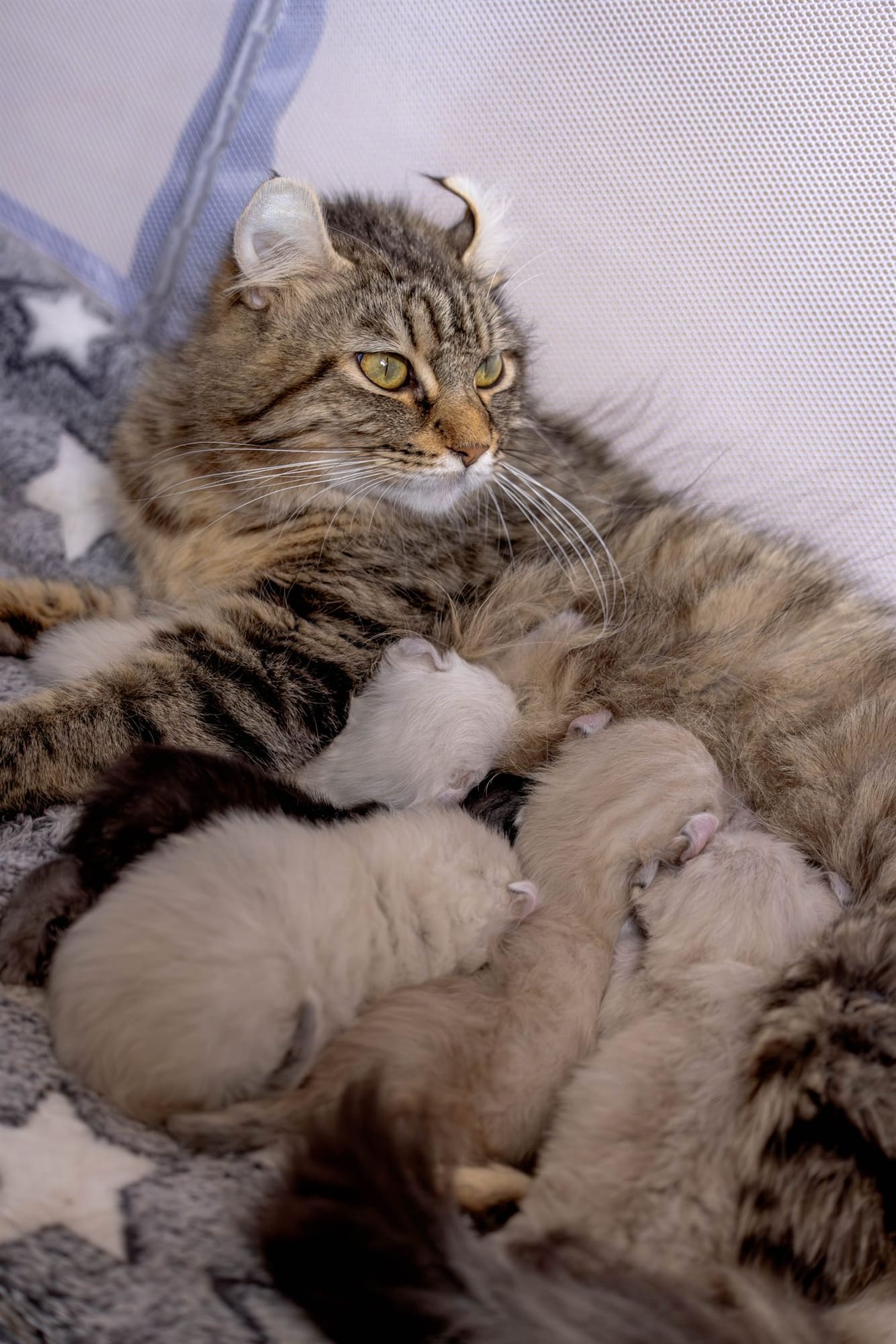 Camada de gatitos BigPaws acompañada por su madre
